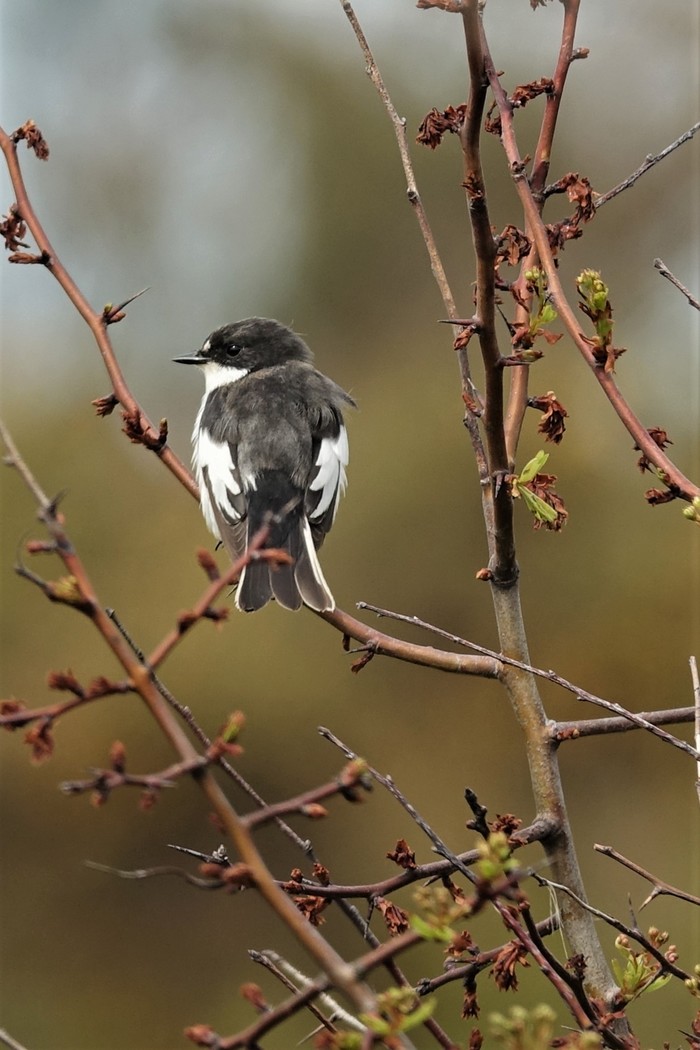 Pied Flycatcher
