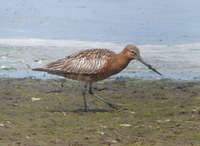 Bar-tailed Godwit