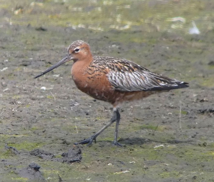 Bar-tailed Godwit