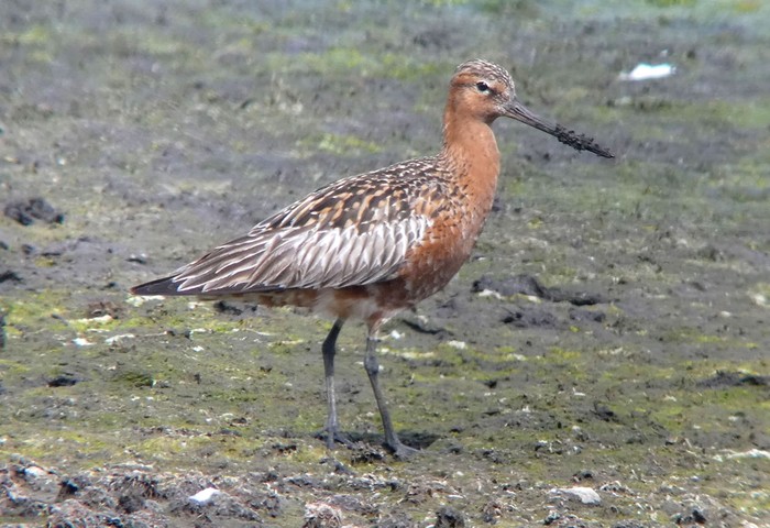 Bar-tailed Godwit