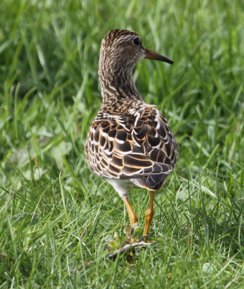 Pectoral Sandpiper
