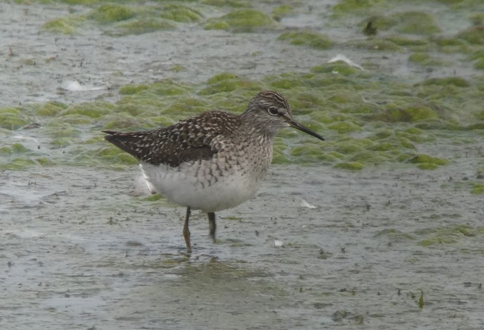 Wood Sandpiper