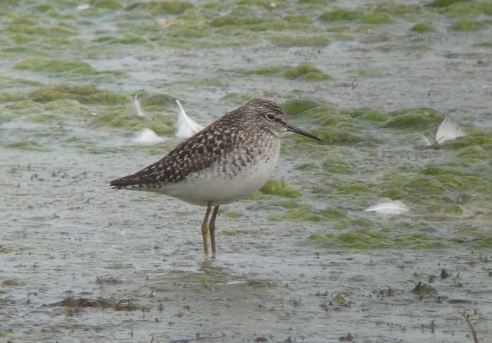Wood Sandpiper