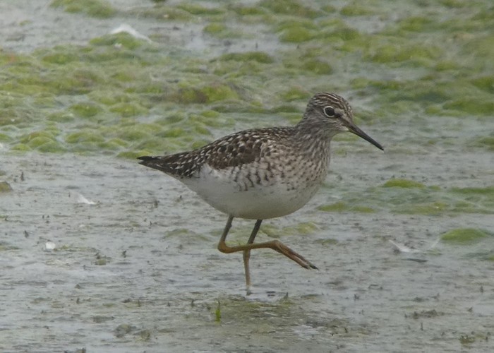 Wood Sandpiper