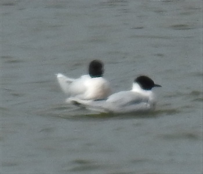 Little Gull