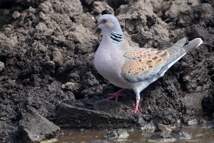 Turtle Dove