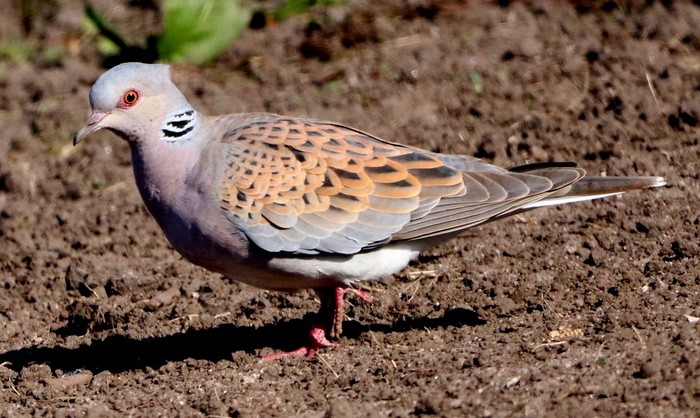 Turtle Dove
