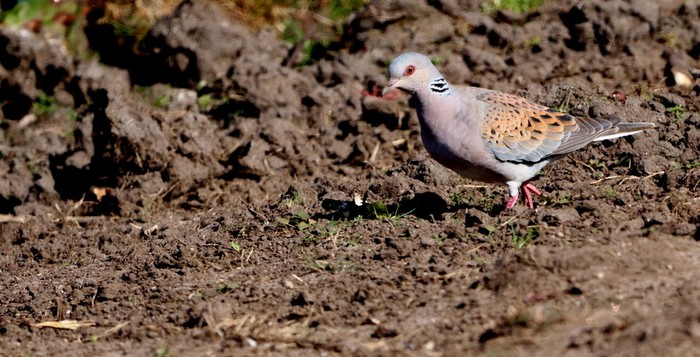 Turtle Dove