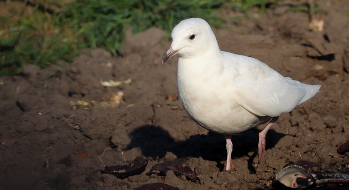 Iceland Gull