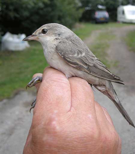 Barred Warbler