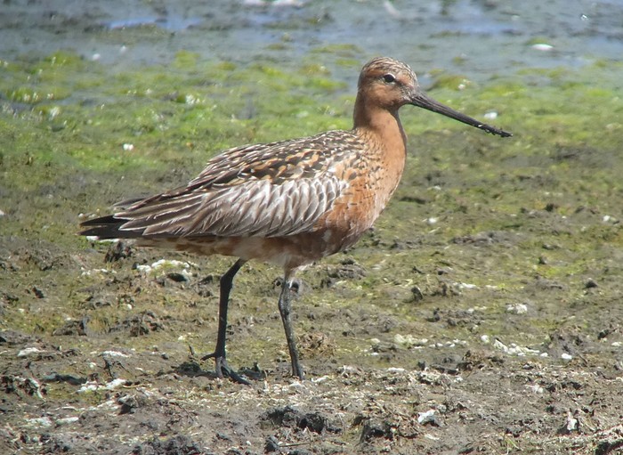 Bar-tailed Godwit