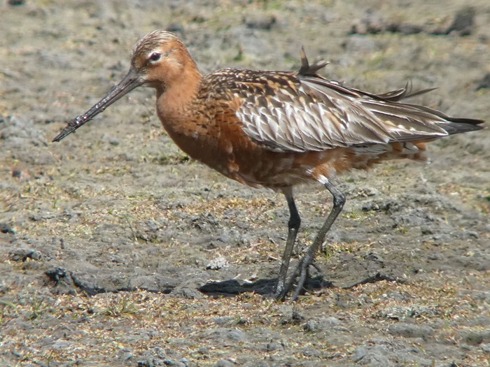 Bar-tailed Godwit