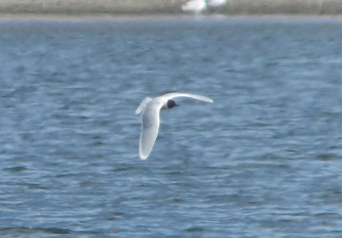Little Gull