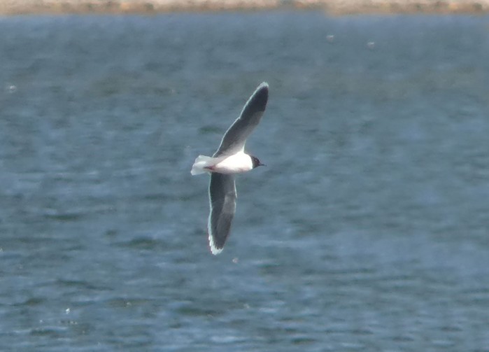 Little Gull