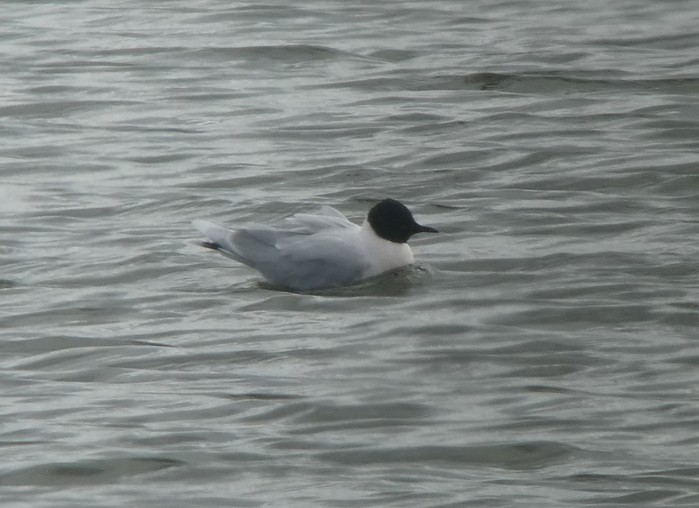Little Gull