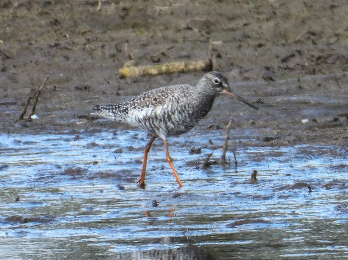 Spotted Redshank