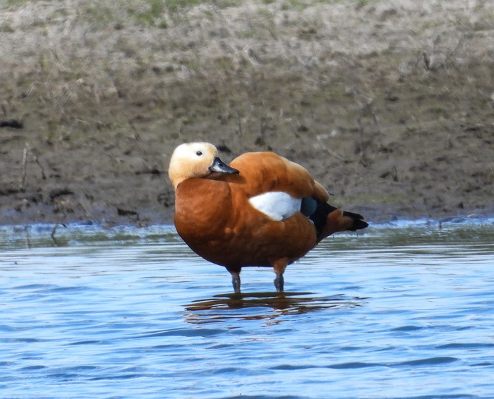 Ruddy Shelduck