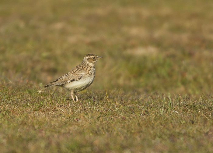 Woodlark