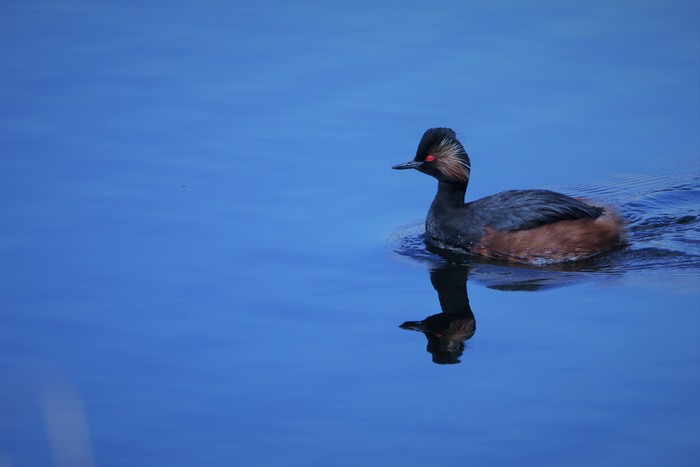 Black-necked Grebe