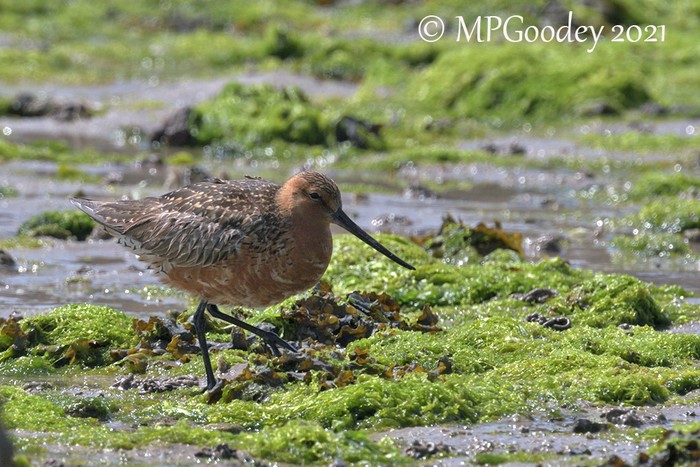 Bar-tailed Godwit