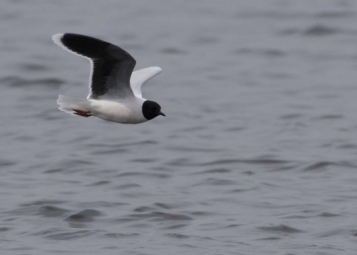 Little Gull