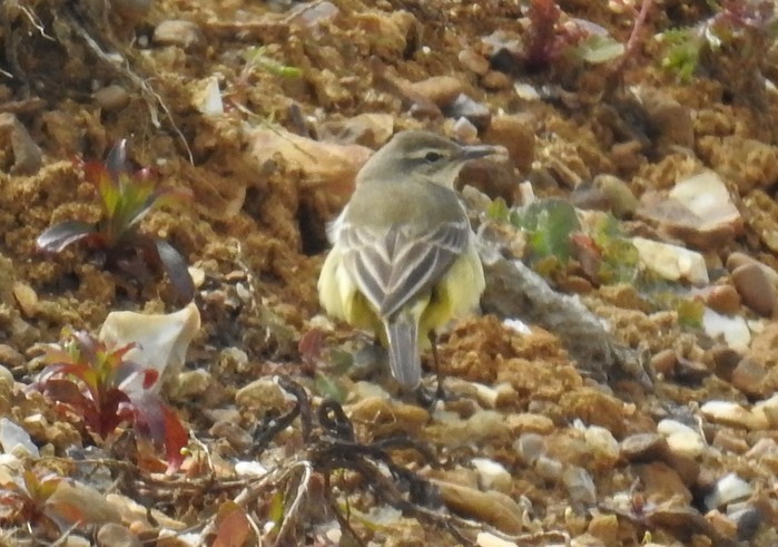 Yellow Wagtail