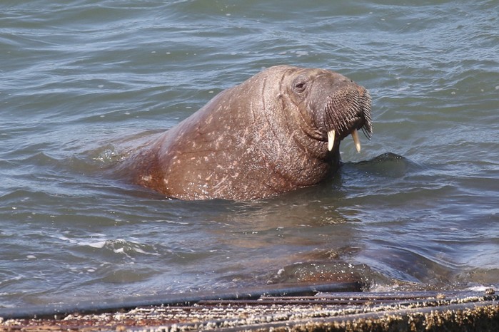 Walrus 