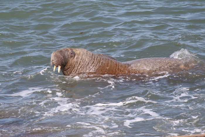 Walrus