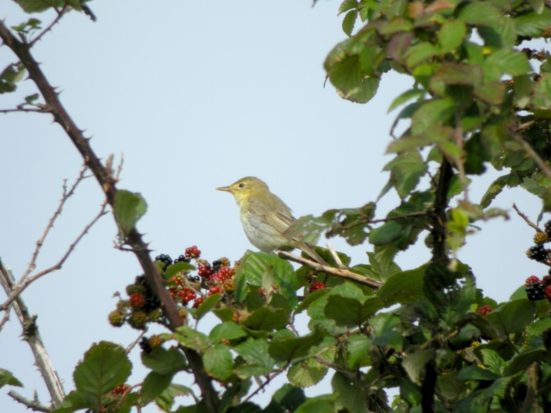 Icterine Warbler