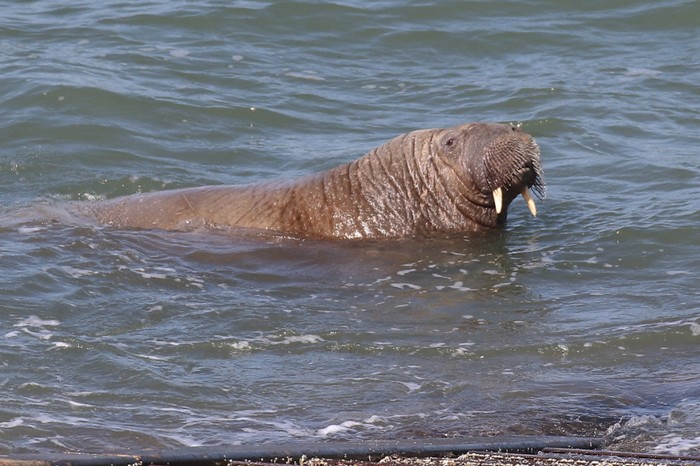 Walrus