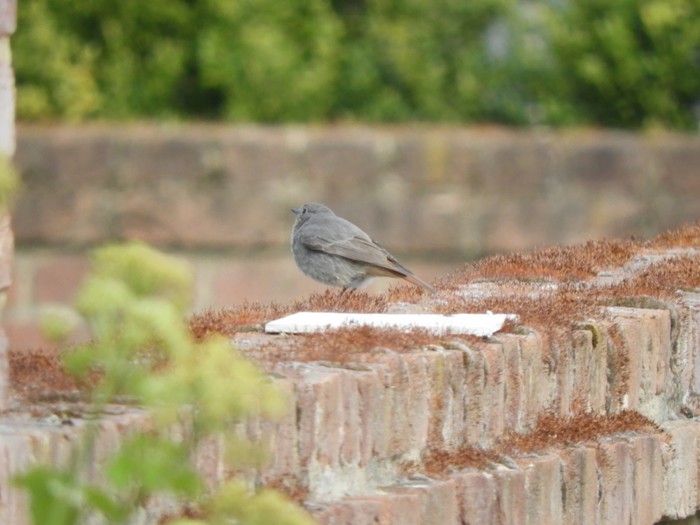 Black Redstart