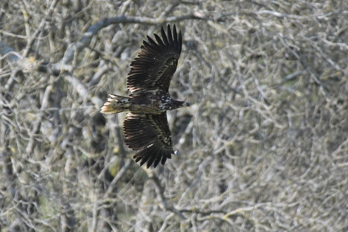 White-tailed Eagle