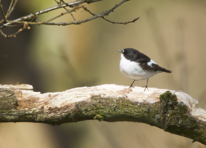 Pied Flycatcher