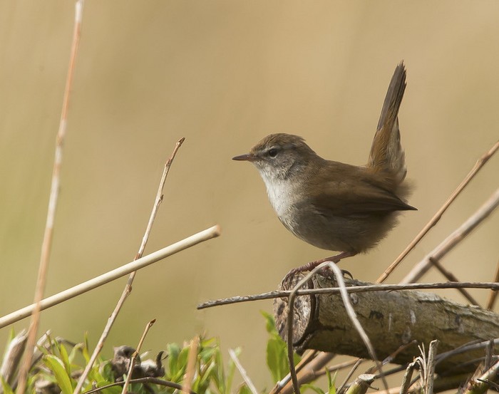 Cetti's Warbler