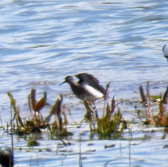 Wood Sandpiper