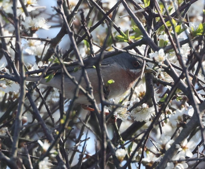 Eastern Subalpine Warbler