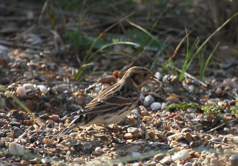 Lapland Bunting