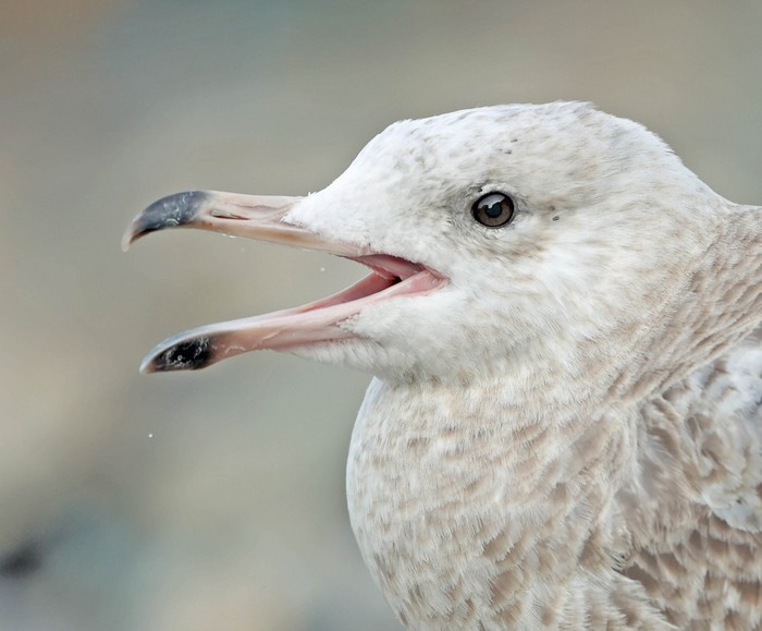 American Herring Gull