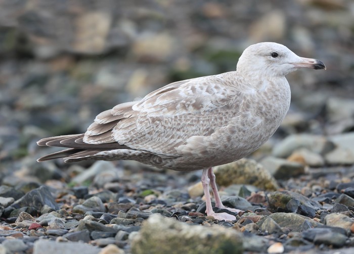 American Herring Gull