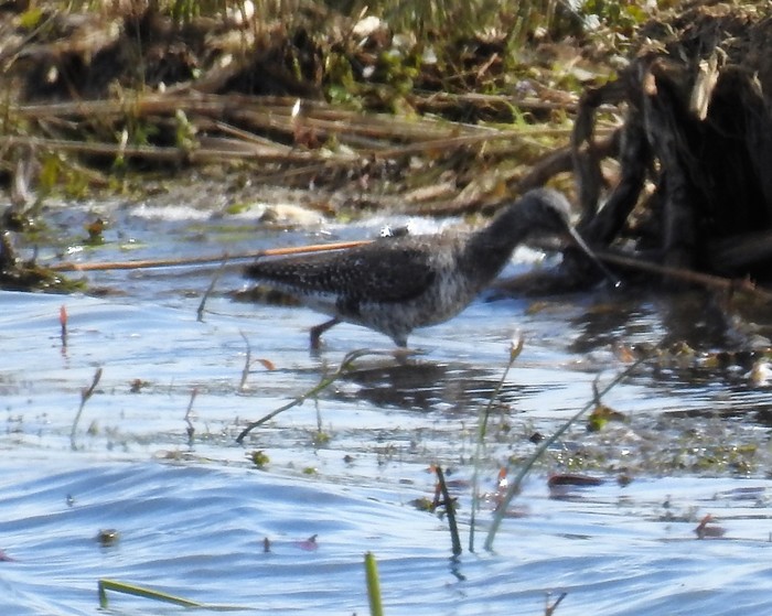 Spotted Redshank