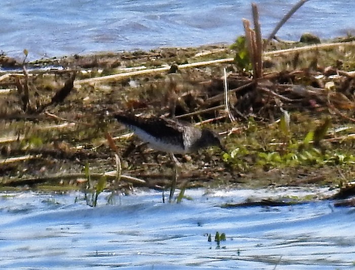 Wood Sandpiper