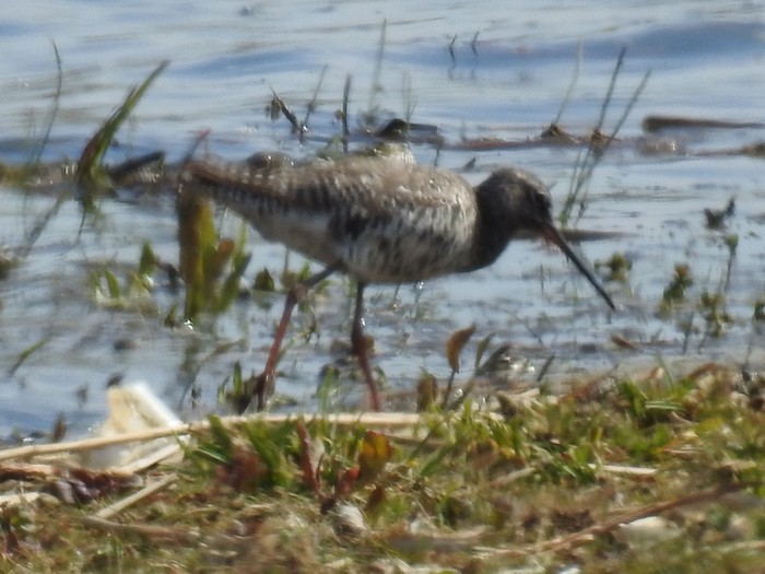 Spotted Redshank
