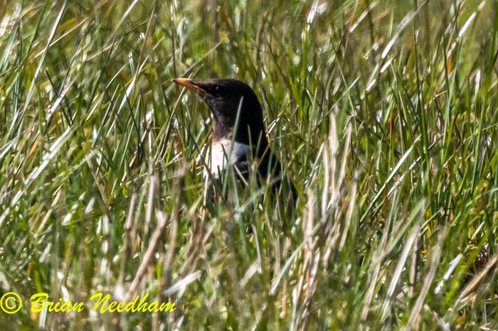 Ring Ouzel