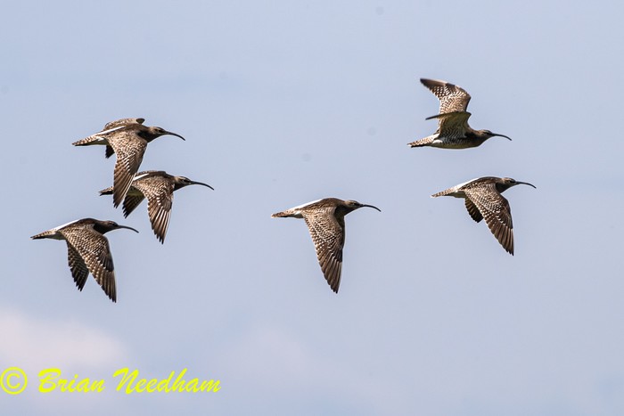 Whimbrel