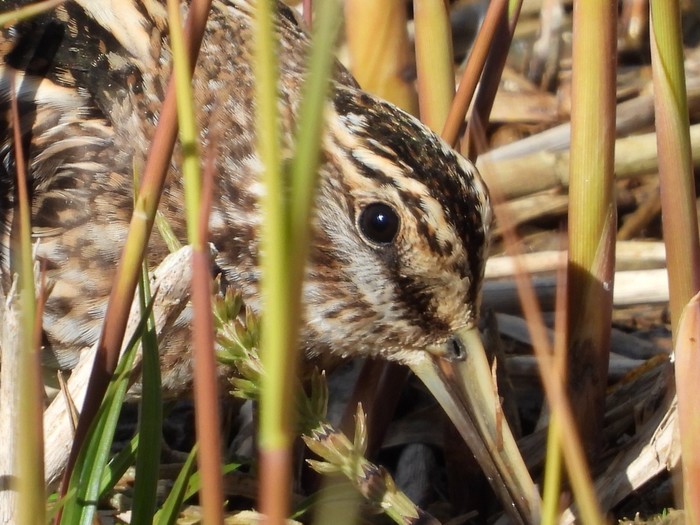 Jack Snipe