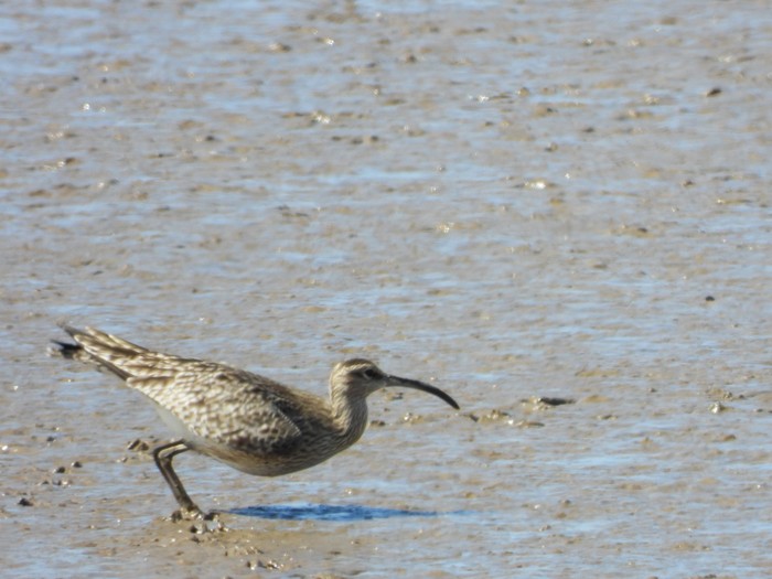 Whimbrel