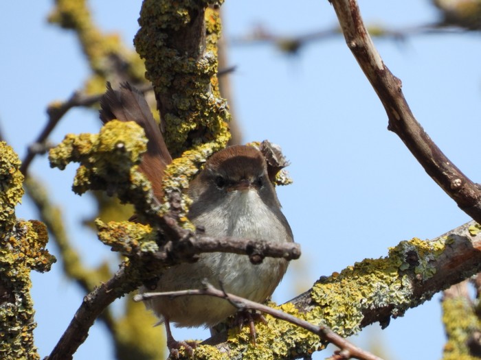 Cetti's Warbler