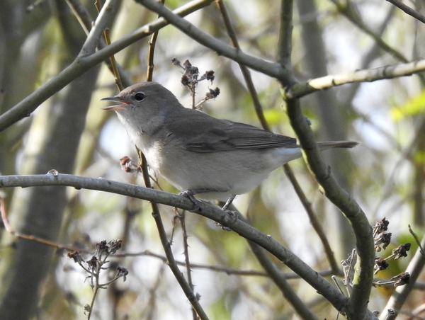 Garden Warbler