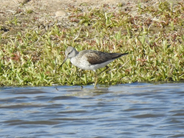 Greenshank