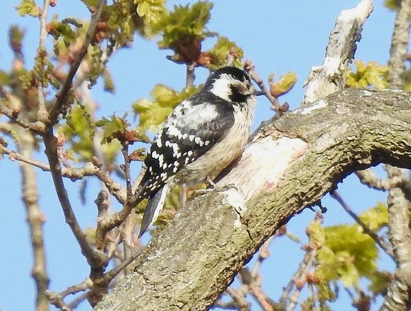 Lesser Spotted Woodpecker
